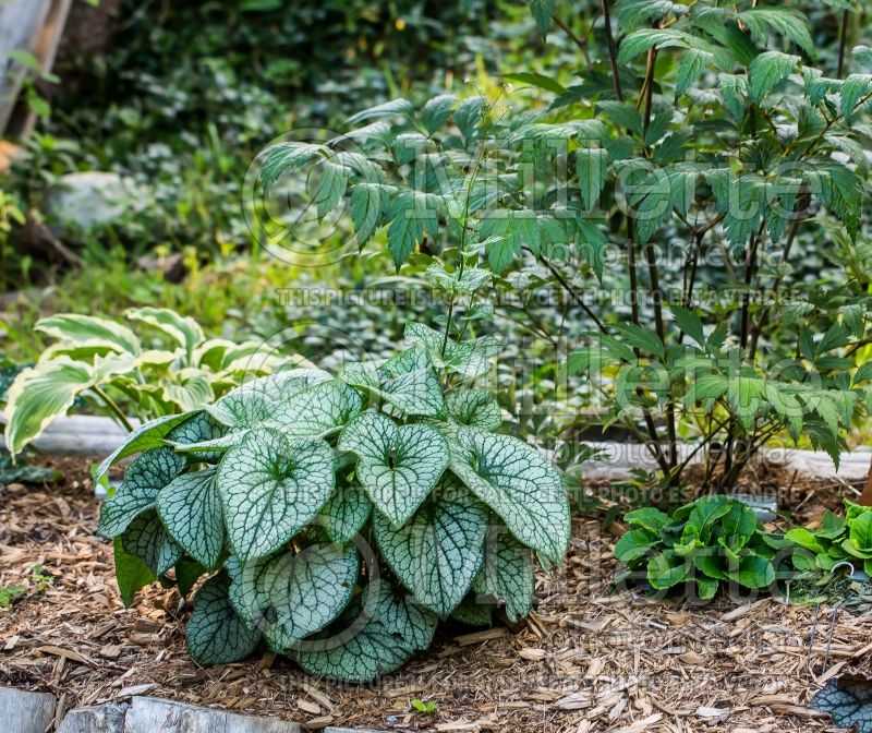 Brunnera Alexander’s Great (Siberian bugloss) 7 