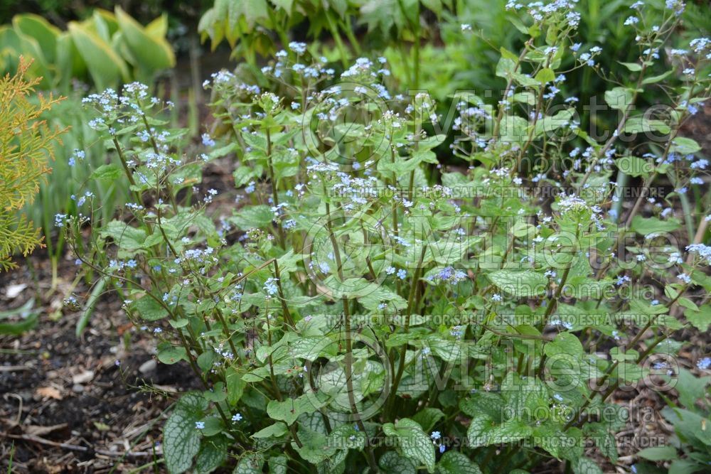 Brunnera Alexander’s Great (Siberian bugloss) 3 