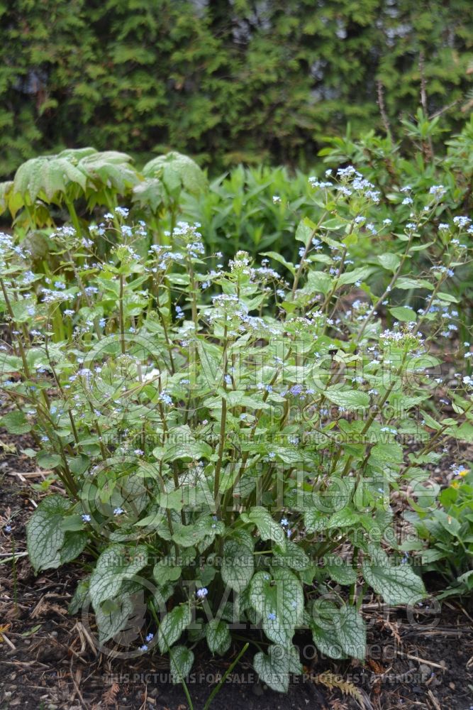 Brunnera Alexander’s Great (Siberian bugloss) 4 