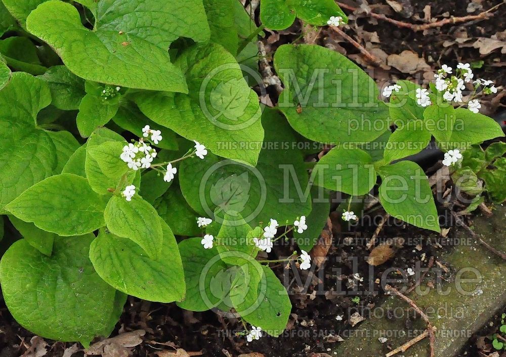 Brunnera Betty Bowring or Alba (Siberian bugloss) 2 