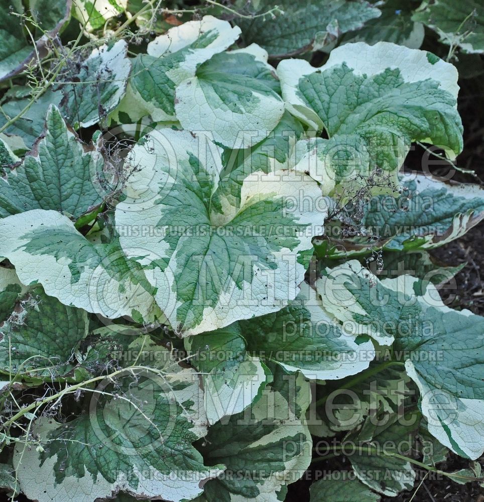 Brunnera Dawson's White (Siberian bugloss) 9 