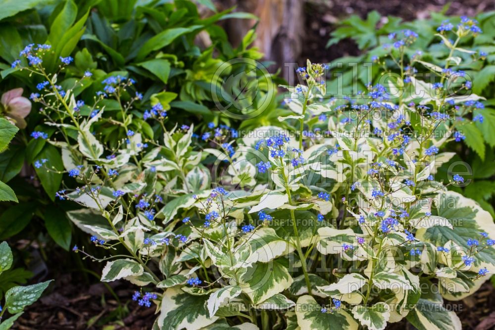 Brunnera Dawson's White (Siberian bugloss) 8 