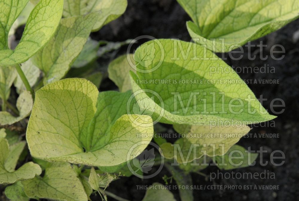 Brunnera Diane's Gold (Siberian bugloss) 2 