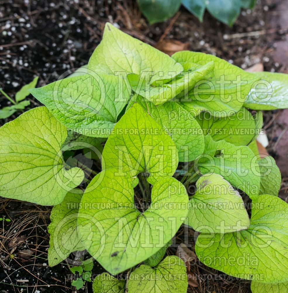 Brunnera Diane's Gold (Siberian bugloss) 3 