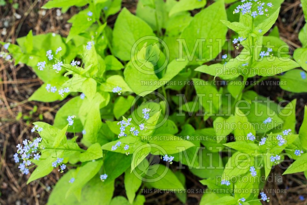 Brunnera Diane's Gold (Siberian bugloss) 1 