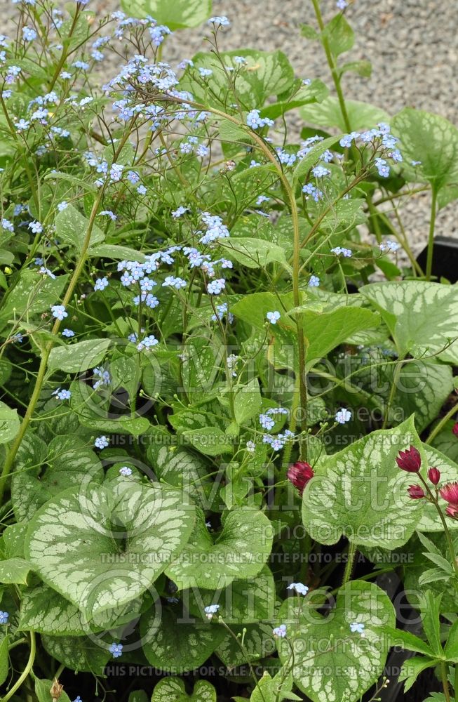 Brunnera Emerald Mist (Siberian bugloss) 3 