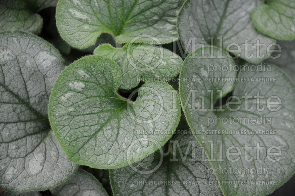 Brunnera Emerald Mist (Siberian bugloss) 4 