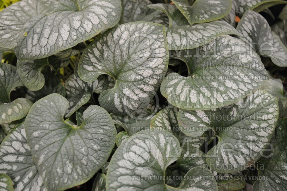 Brunnera Emerald Mist (Siberian bugloss) 5 