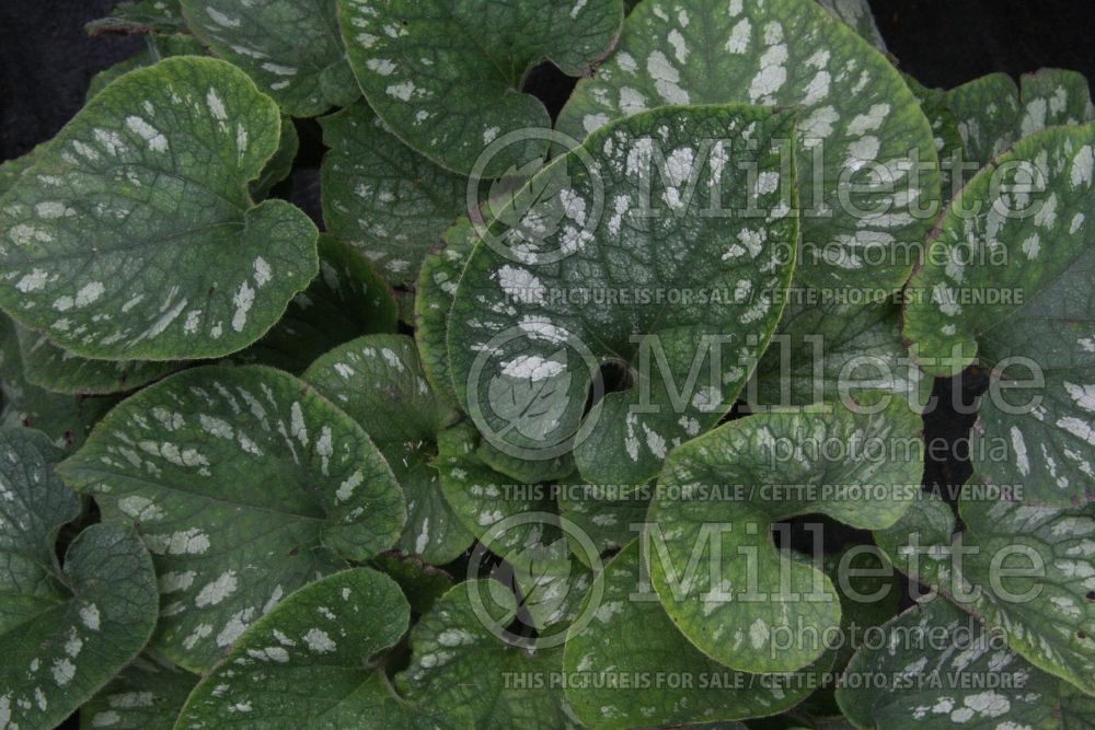 Brunnera Emerald Mist (Siberian bugloss) 6 