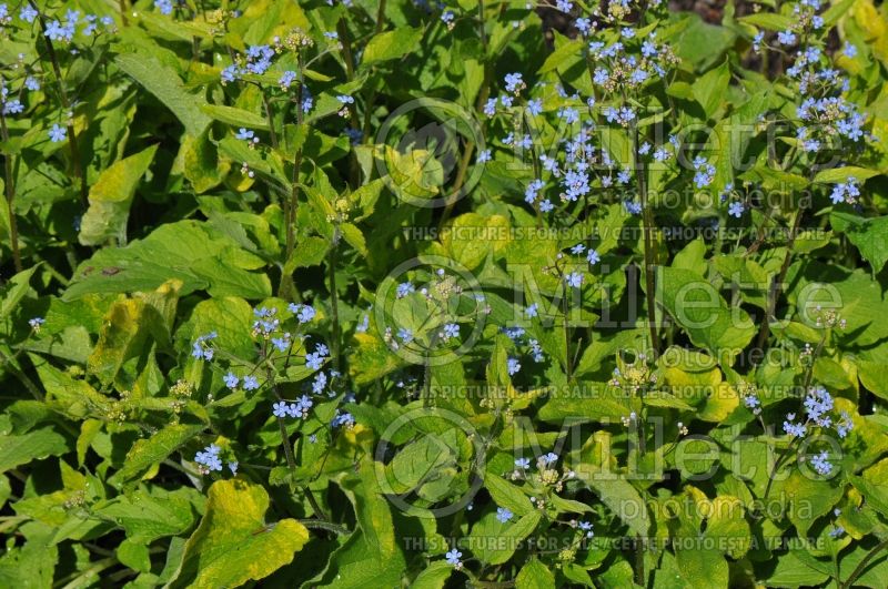 Brunnera Gold Strike (Siberian bugloss) 1 