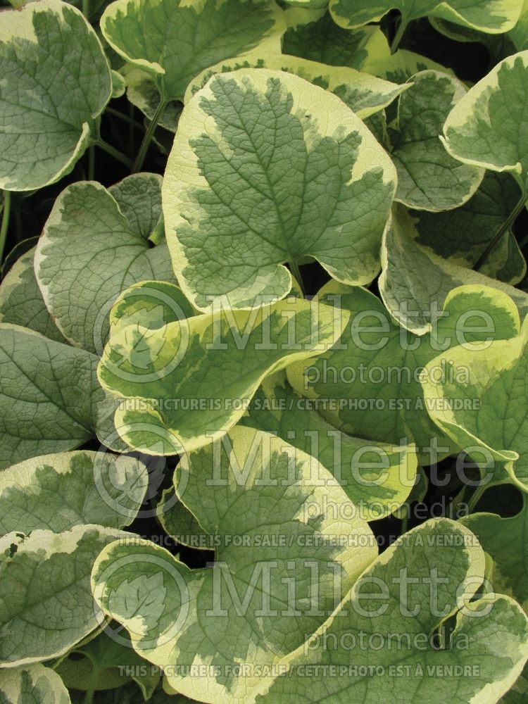 Brunnera Hadspen Cream (Siberian bugloss) 2 