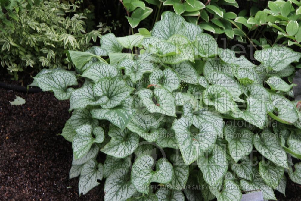 Brunnera Jack Frost (Siberian bugloss) 11