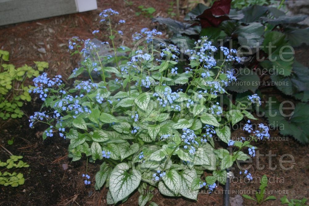 Brunnera Jack Frost (Siberian bugloss) 8