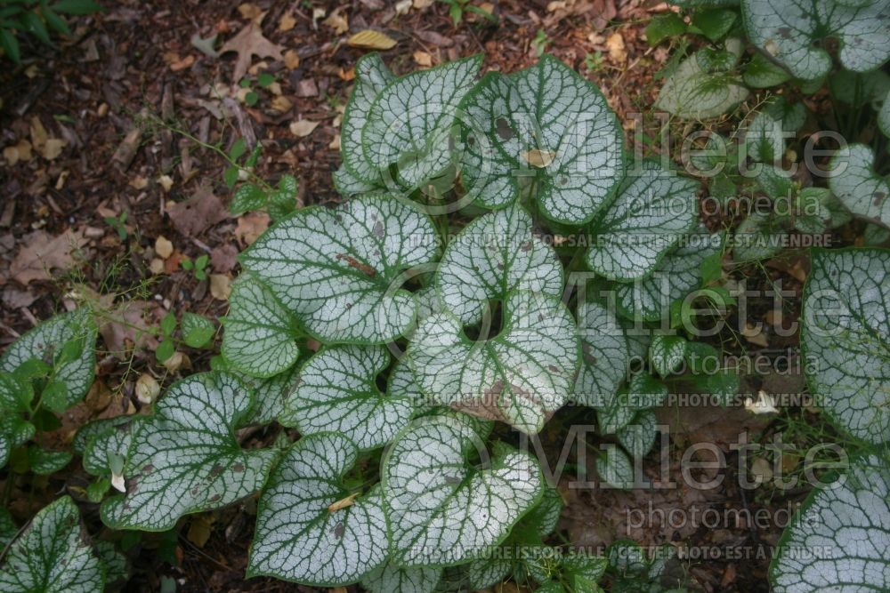 Brunnera Jack Frost (Siberian bugloss) 10