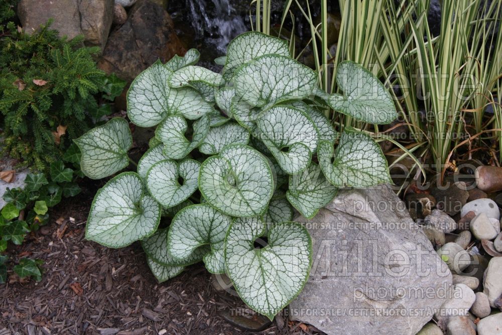 Brunnera Jack Frost (Siberian bugloss) 7