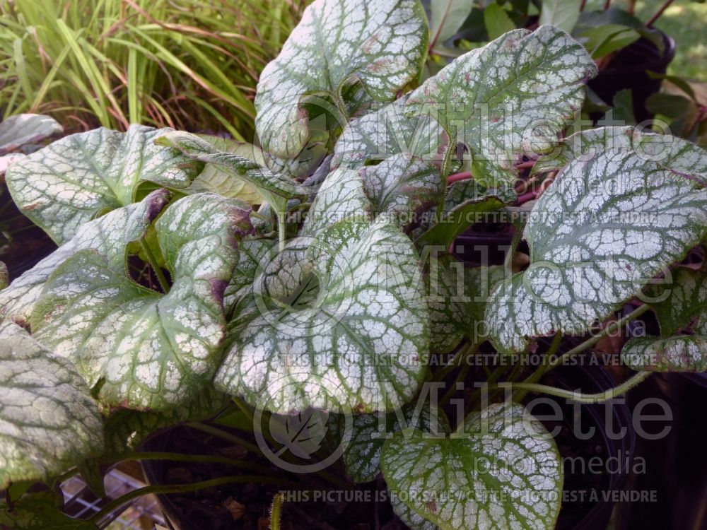 Brunnera Jack Frost (Siberian bugloss) 12