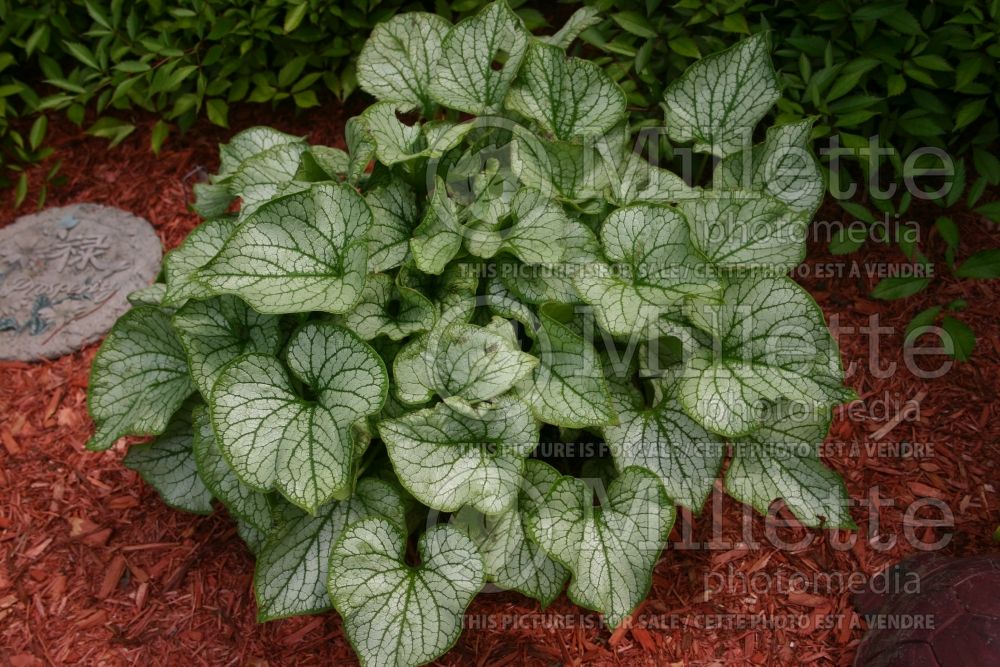 Brunnera Jack Frost (Siberian bugloss) 9