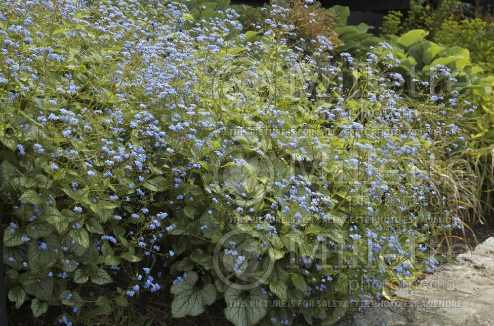 Brunnera Jack Frost (Siberian bugloss) 1 