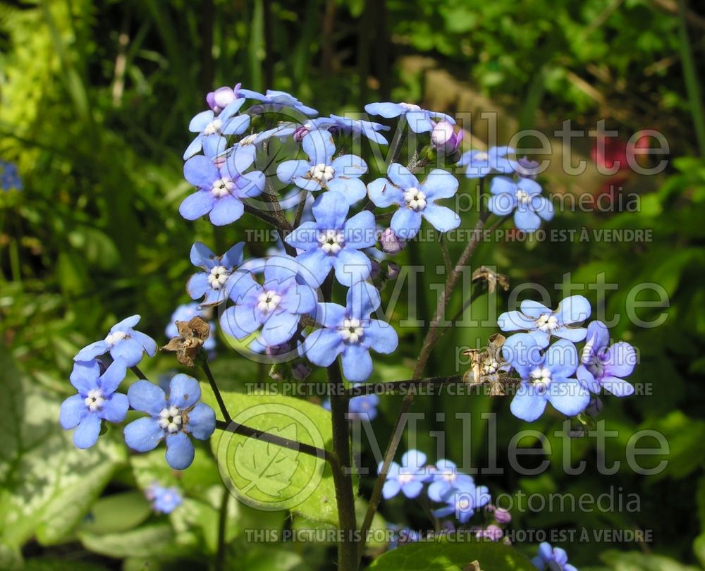 Brunnera Jack Frost (Siberian bugloss) 5 