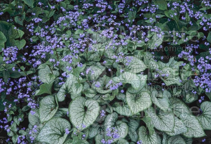 Brunnera Jack Frost (Siberian bugloss) 19