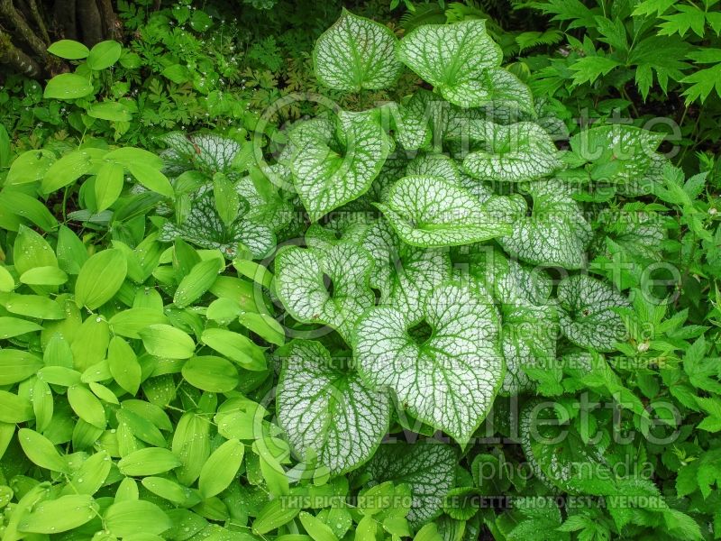 Brunnera Jack Frost (Siberian bugloss) 18