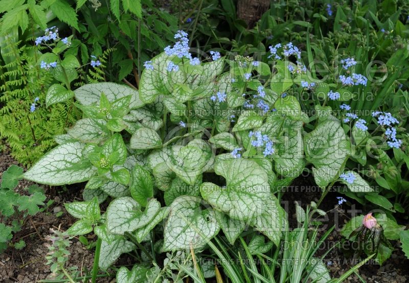 Brunnera Jack Frost (Siberian bugloss) 17