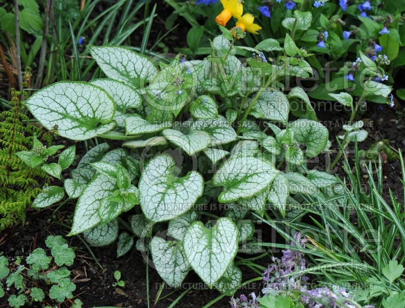 Brunnera Jack Frost (Siberian bugloss) 16