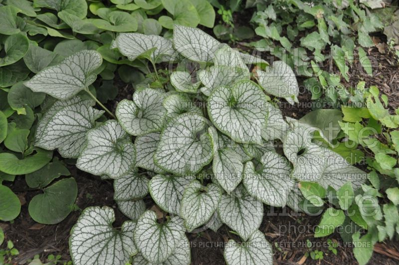 Brunnera Jack Frost (Siberian bugloss) 13