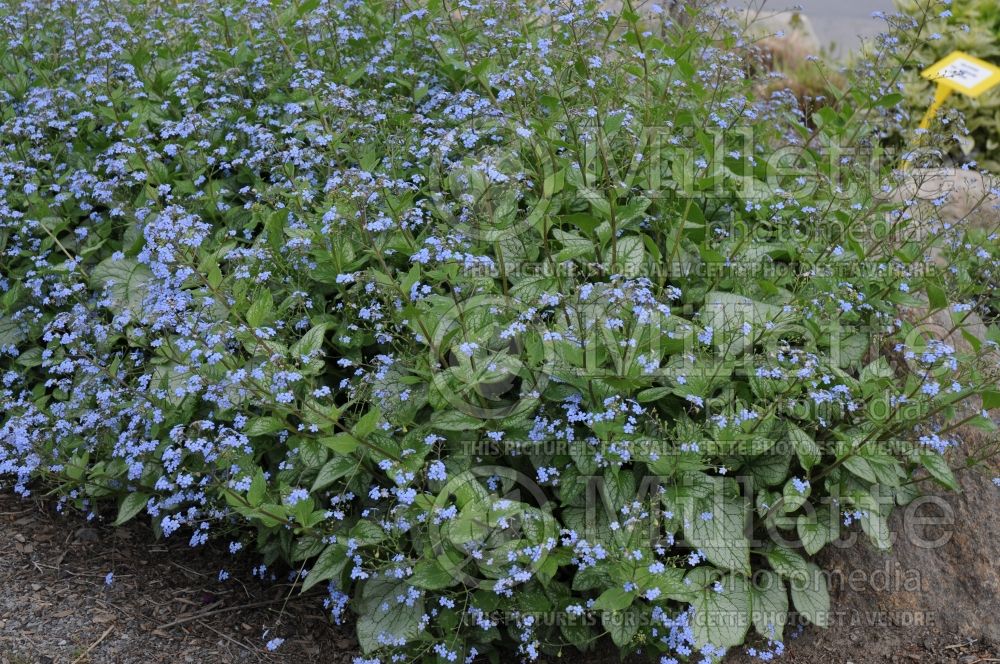 Brunnera Jack Frost (Siberian bugloss) 3 