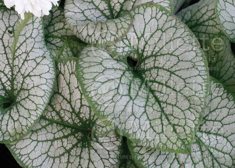 Brunnera Jack Frost (Siberian bugloss) 2 