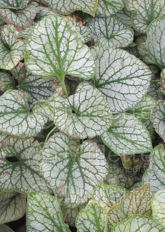 Brunnera Jack Frost (Siberian bugloss) 15