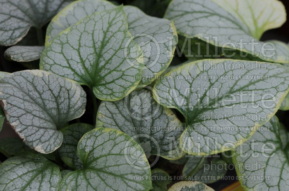 Brunnera King’s Ransom (Siberian bugloss) 1 