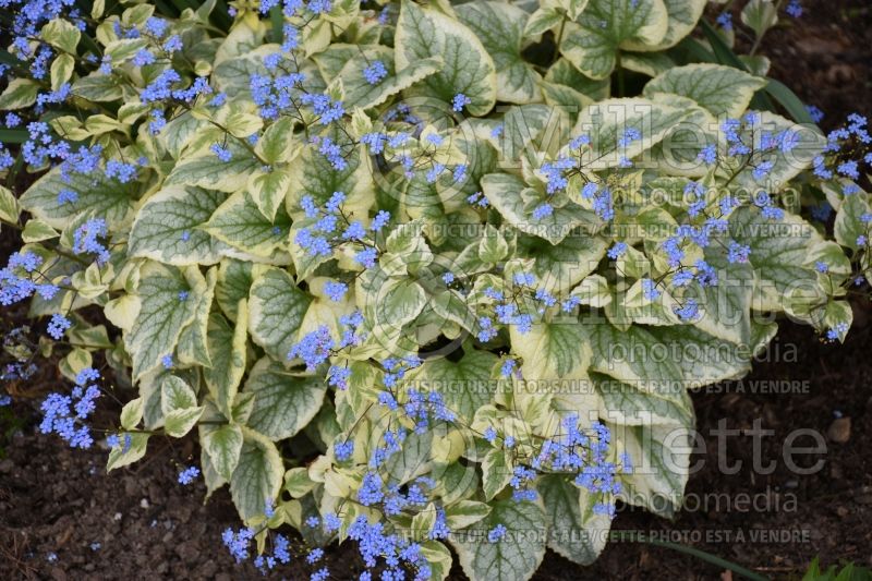 Brunnera King’s Ransom (Siberian bugloss) 2 