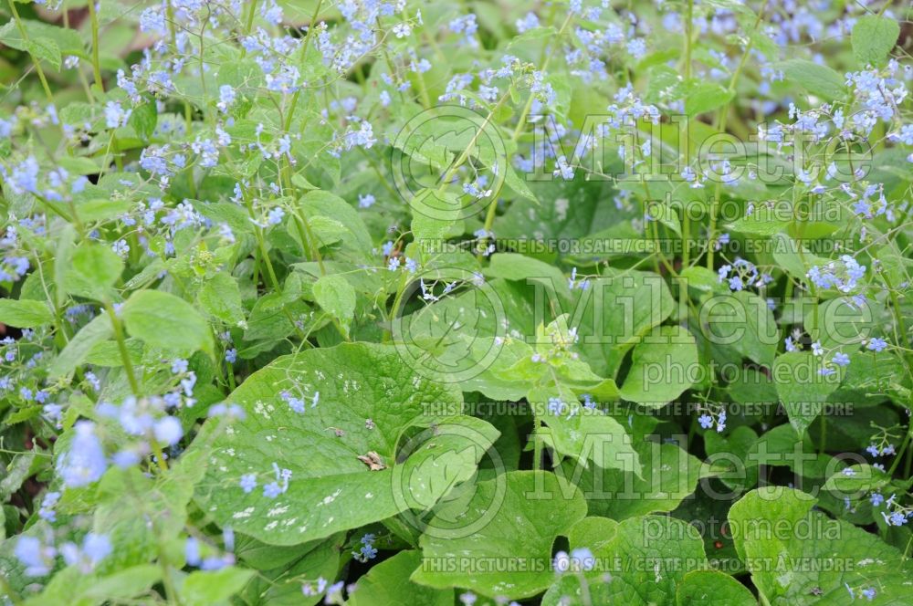 Brunnera Langtrees (Siberian bugloss) 1 