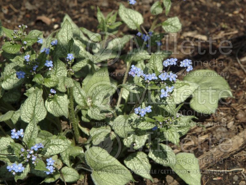 Brunnera Looking Glass (Siberian bugloss) 7