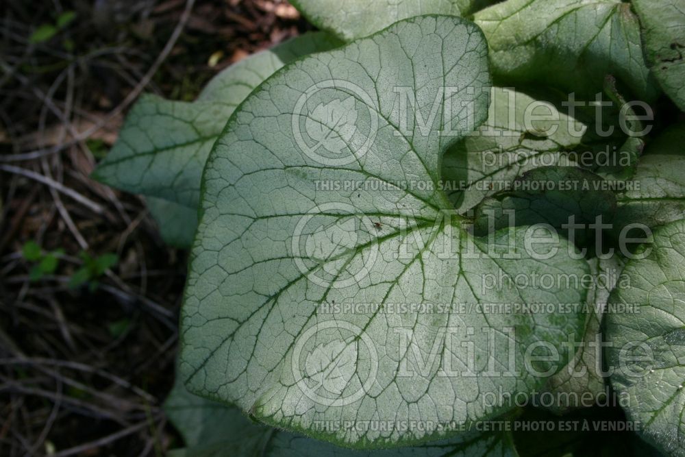 Brunnera Looking Glass (Siberian bugloss) 1