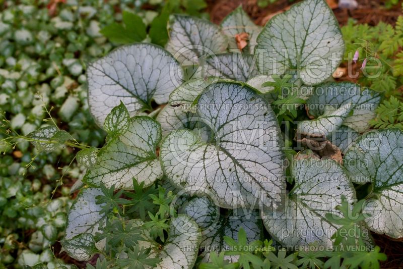 Brunnera Looking Glass (Siberian bugloss) 6 