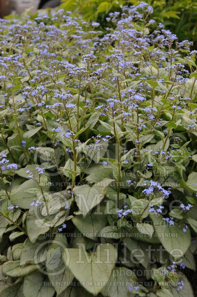 Brunnera Looking Glass (Siberian bugloss) 5