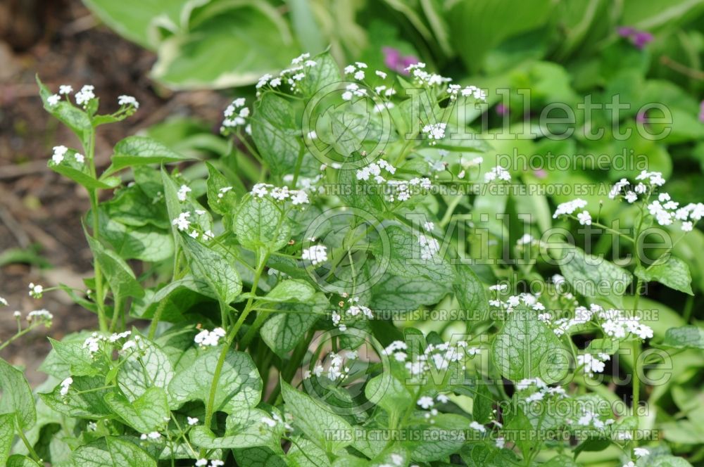 Brunnera Mister Morse or Mr. Morse (Siberian bugloss) 2