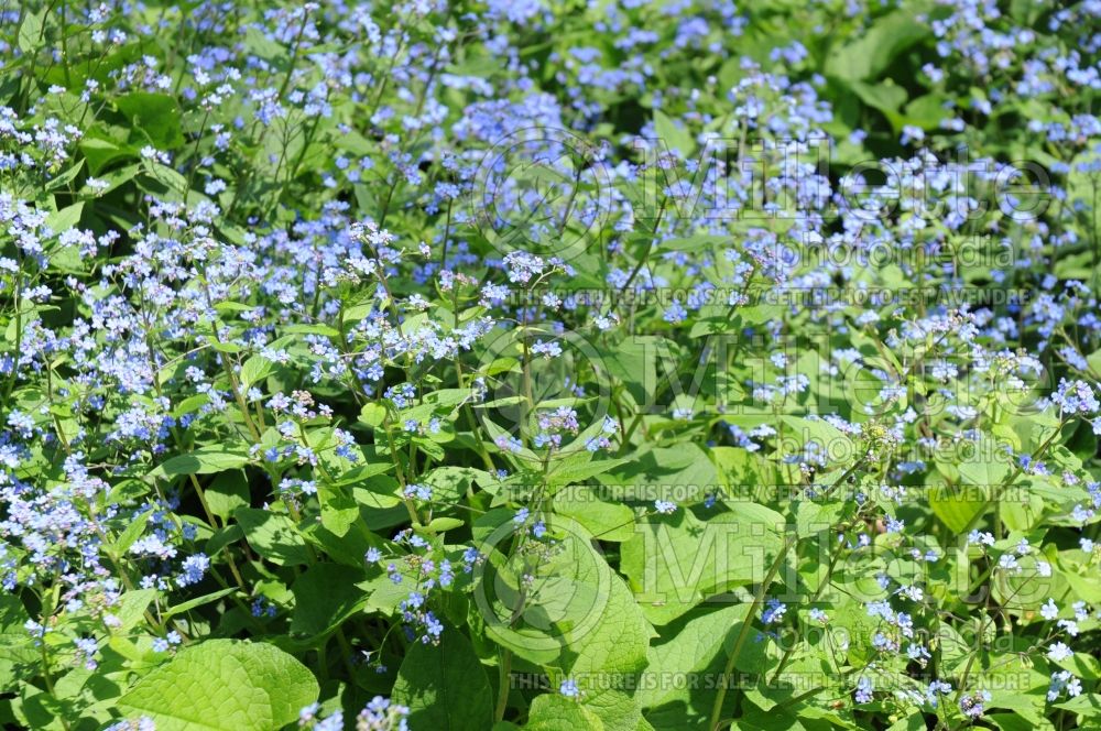 Brunnera macrophylla (Siberian bugloss) 1 