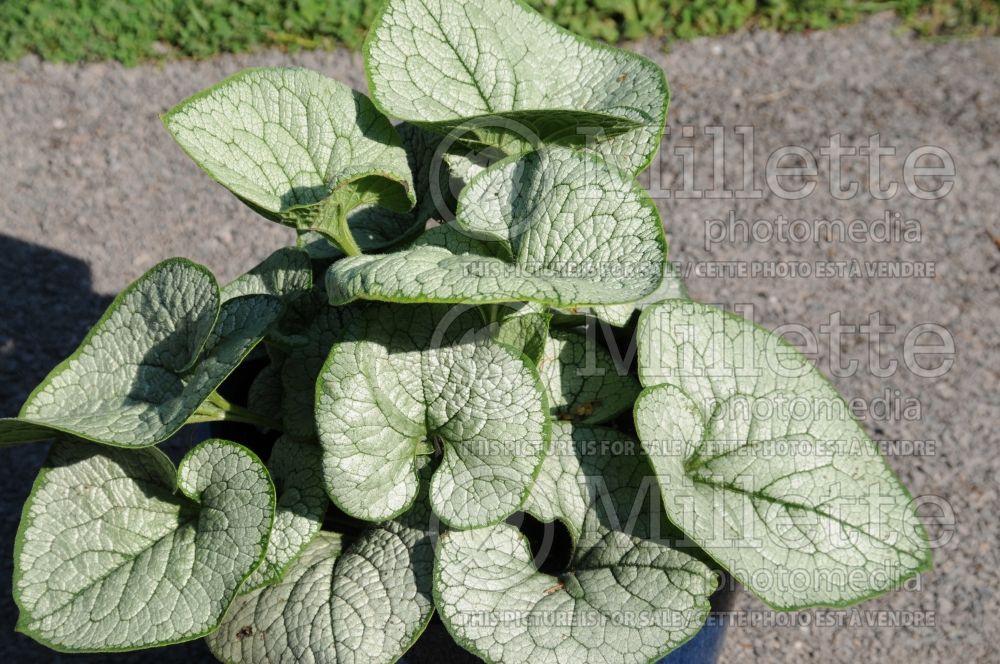 Brunnera Sea Heart (Siberian bugloss) 1 