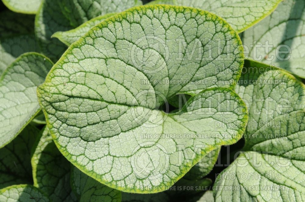 Brunnera Silver Heart (Siberian bugloss) 2 