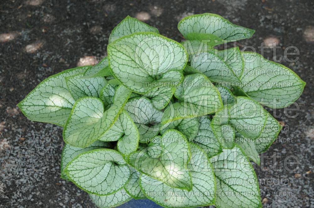 Brunnera Silver Heart (Siberian bugloss) 1