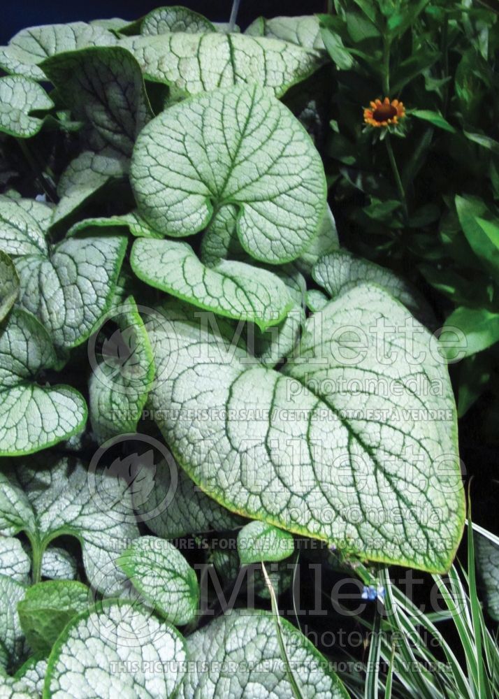 Brunnera Silver Heart (Siberian bugloss) 4 