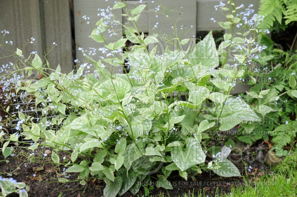 Brunnera Silver Wings (Siberian bugloss) 2 