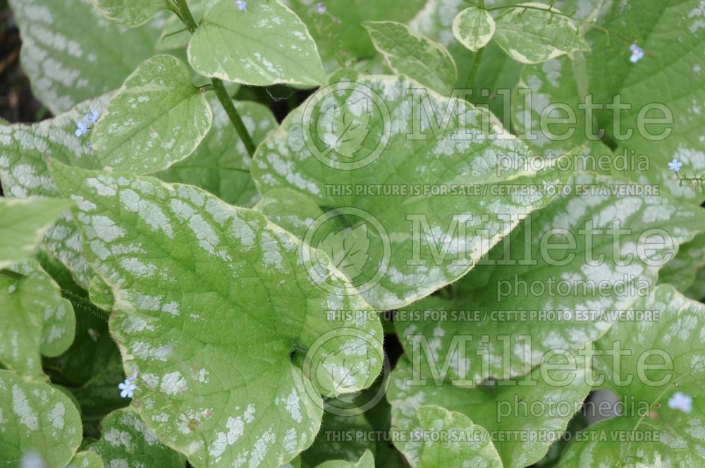 Brunnera Silver Wings (Siberian bugloss) 3 