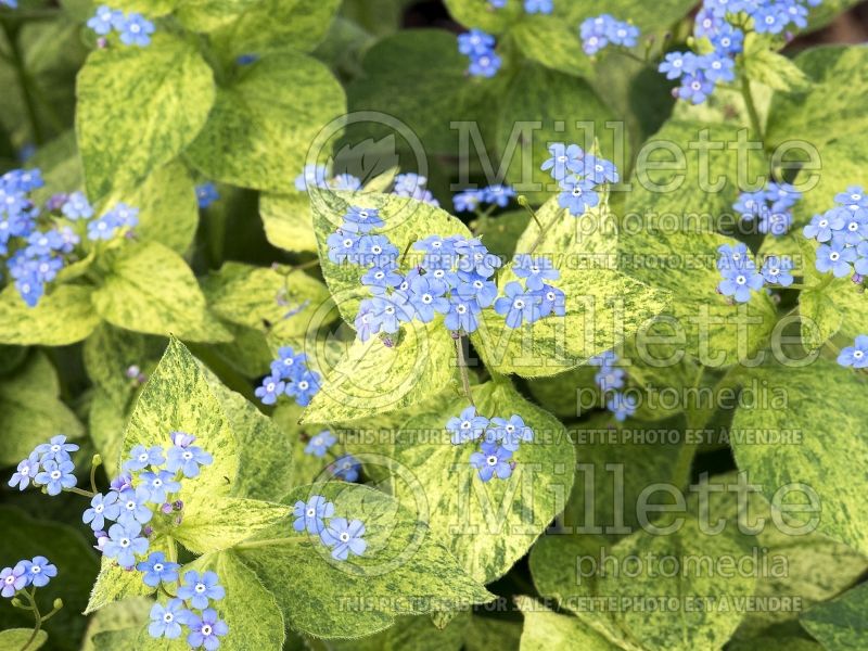 Brunnera Spring Yellow (Siberian bugloss) 2 