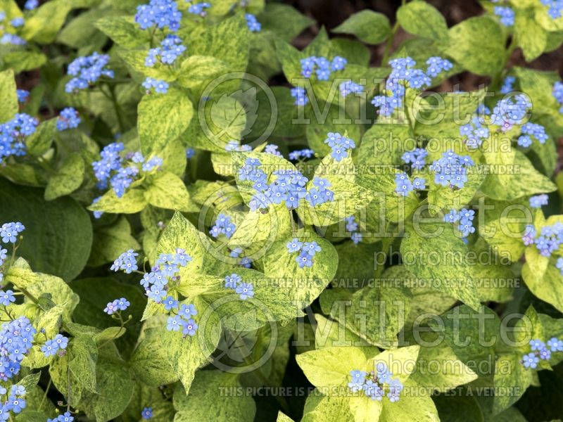 Brunnera Spring Yellow (Siberian bugloss) 3 