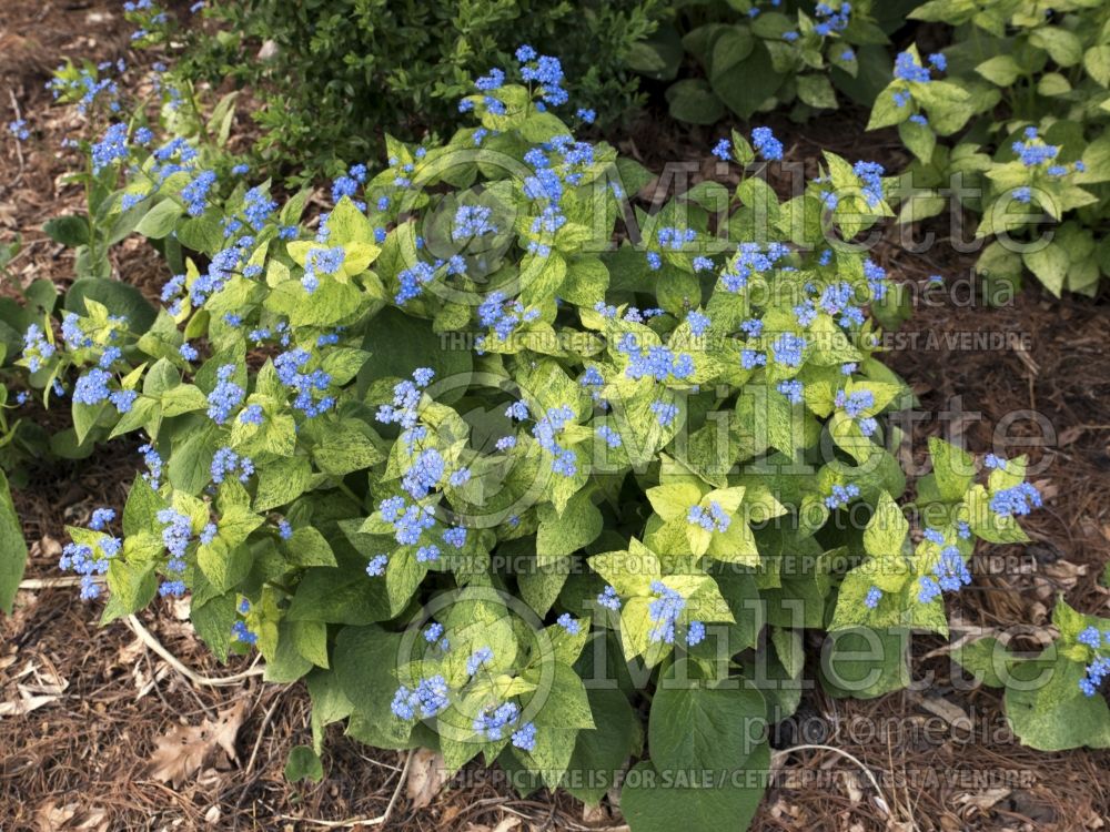 Brunnera Spring Yellow (Siberian bugloss) 4 