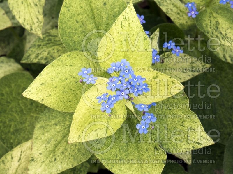 Brunnera Spring Yellow (Siberian bugloss) 5 